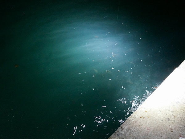 光と撒き餌で魚が寄ってきた