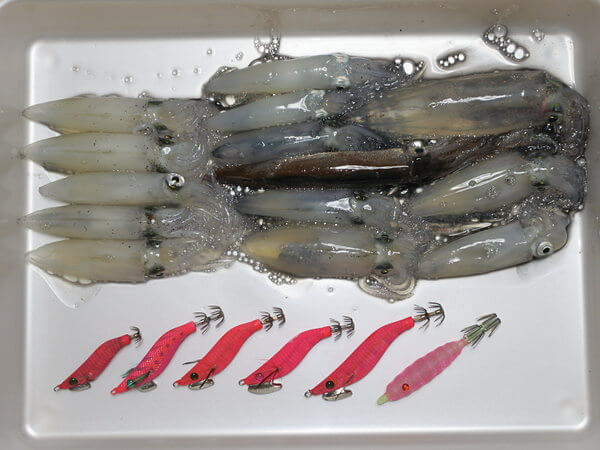 夜小樽の釣果