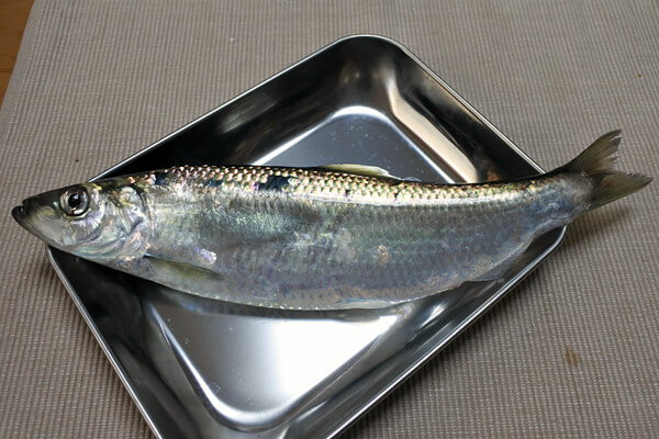 子持ちニシン32cm