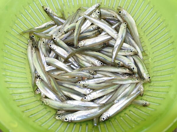 いい感じで釣れたなぁ