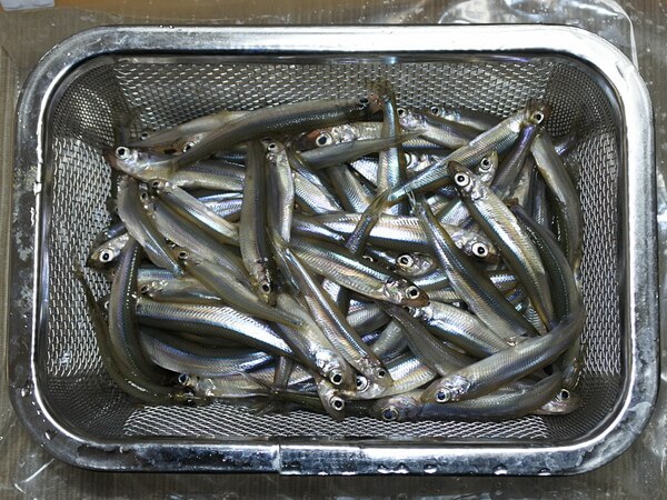 まずまずの釣果