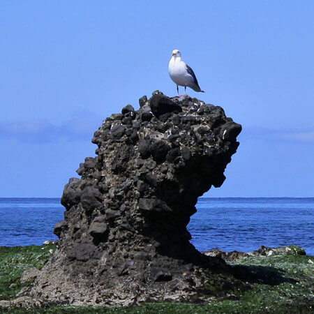[カモメ岩]