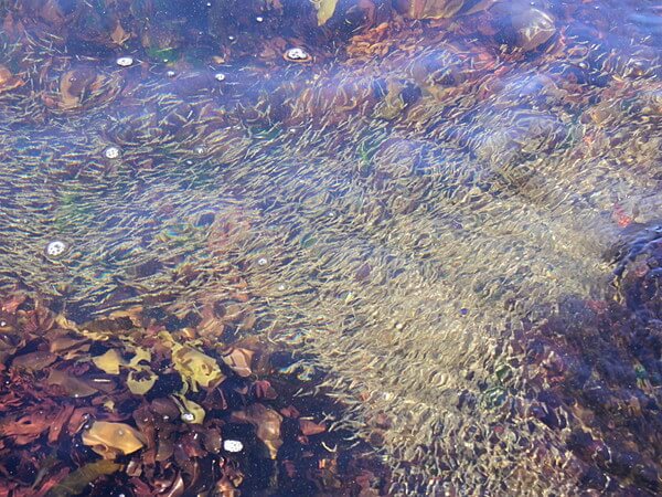 何かの稚魚の群れ