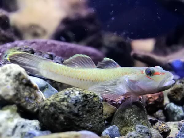 オガサワラヨシノボリ
