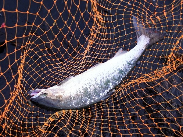 今季初サクラ