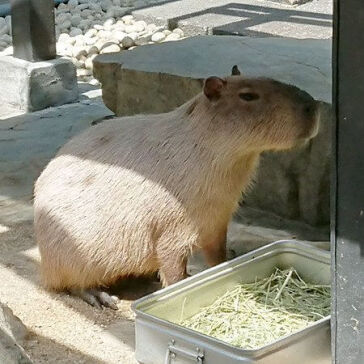 [カピバラちゃん]