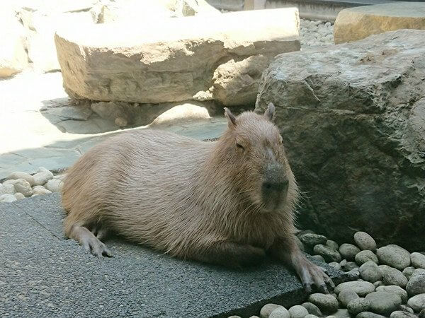 まったり、温泉カピバラ