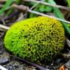 [自然の苔玉]