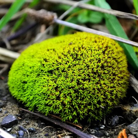 [自然の苔玉]