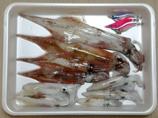 イカ釣果