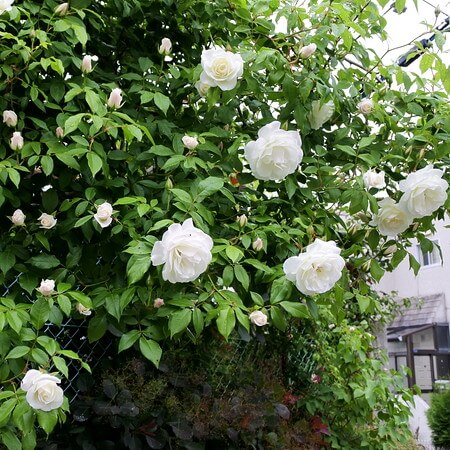 [庭のバラ、今年も開花]