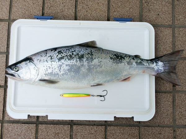 岡ジグで48cm