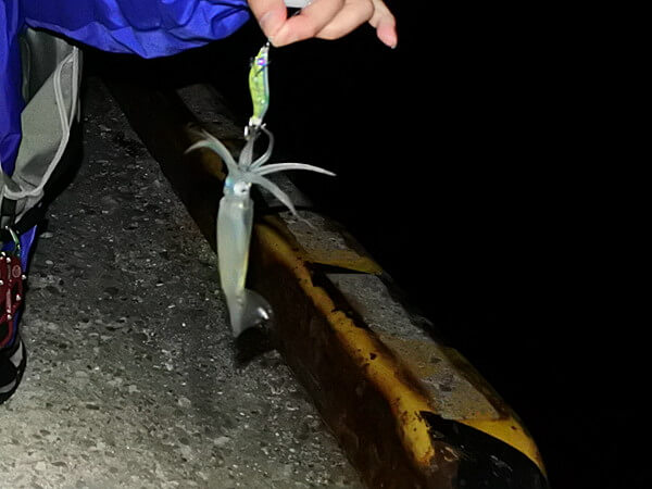 夜の部も釣れる