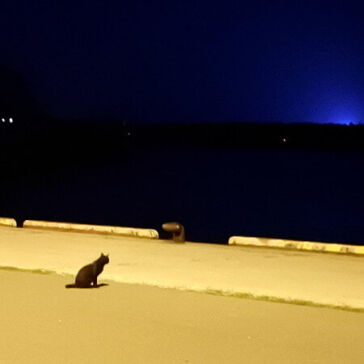 [待機にゃんこ]