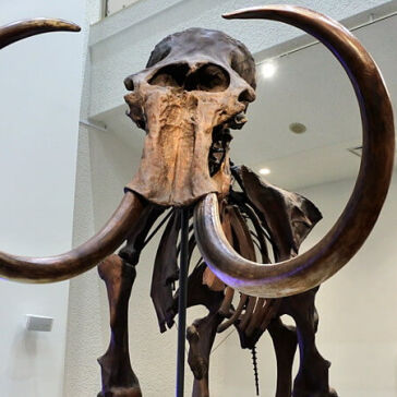 [マンモスうれピー]