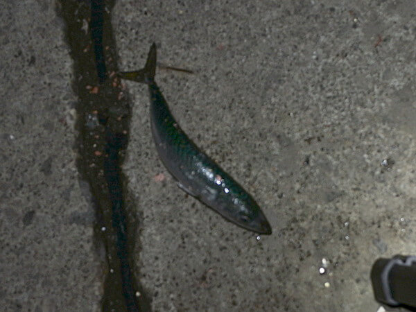 3秒でサバ
