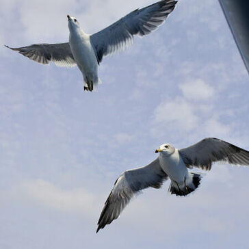 [gull wings]