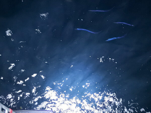 ナゾのスリムな魚