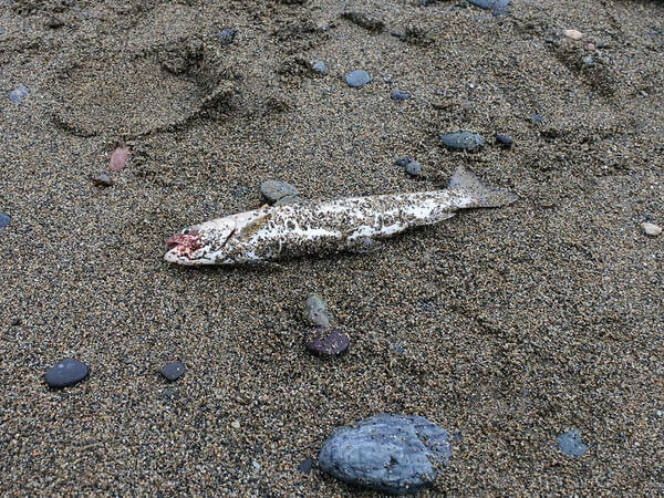 ちっさい「尺岩魚」