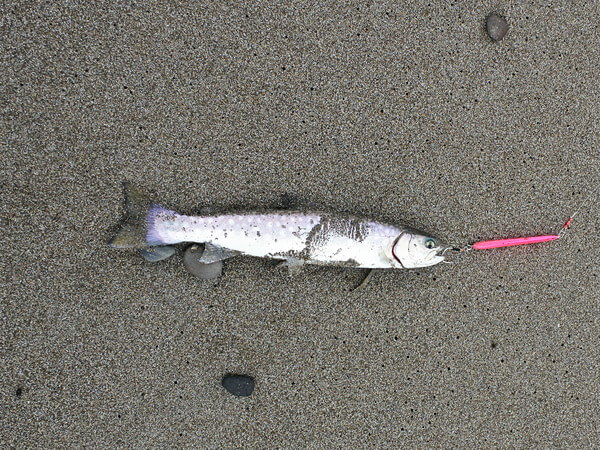 あれ？また尺岩魚釣れた・・