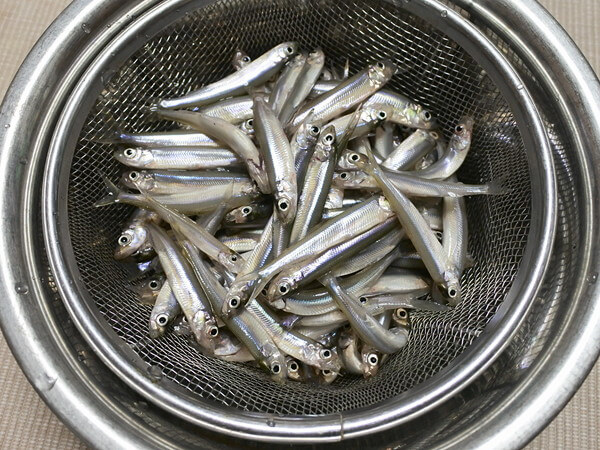 本日の釣果