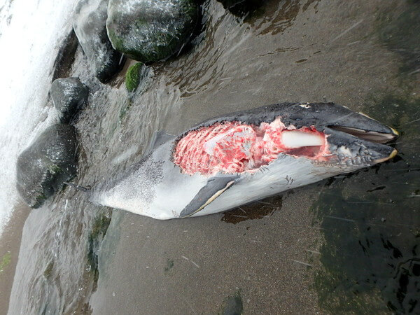 イルカ？クジラ？