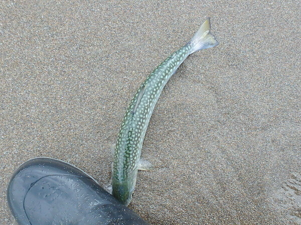 群れ来てる？の8本目