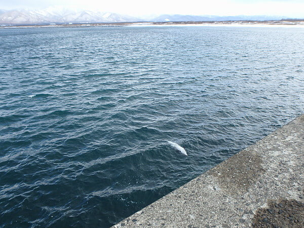 何か流れてきた