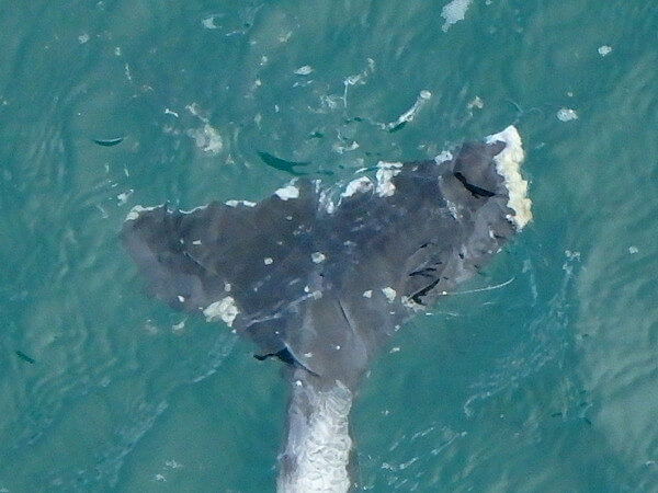 これも魚網？