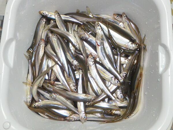 初のかなやま湖の釣果