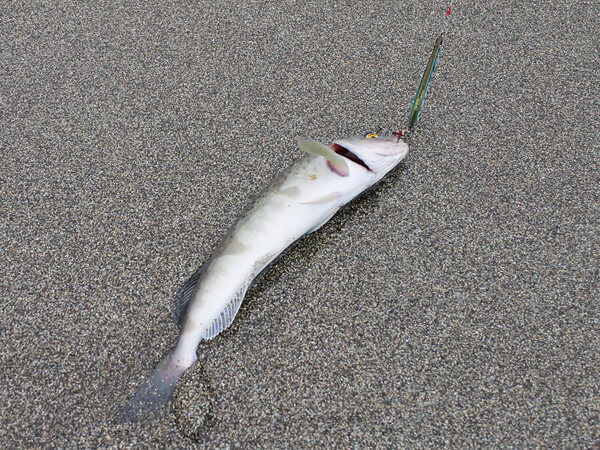 ホッケしかいない？