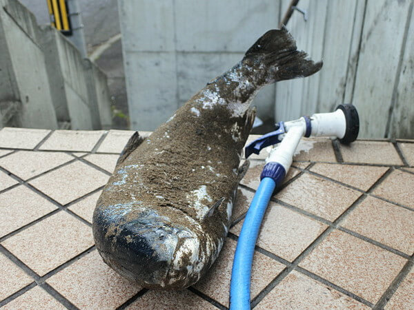 砂を洗い落とす