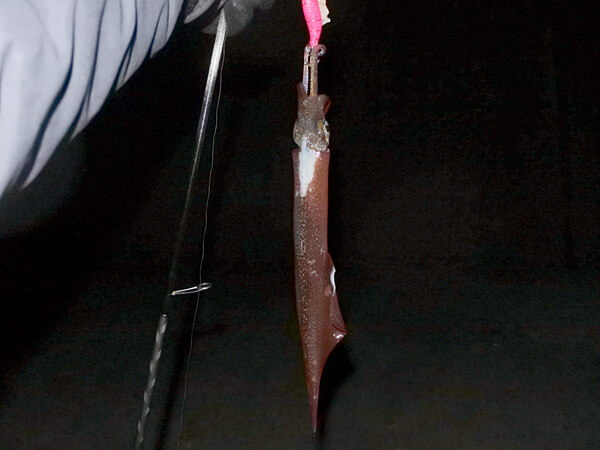 エサパワーでヤリもキャッチ