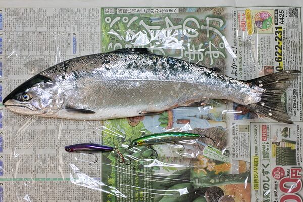 45cm、うまそう