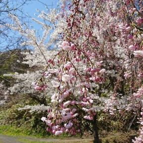 [静かな花見]
