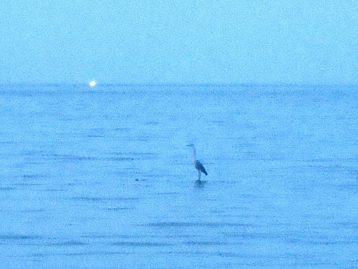 海の上のアオサギ