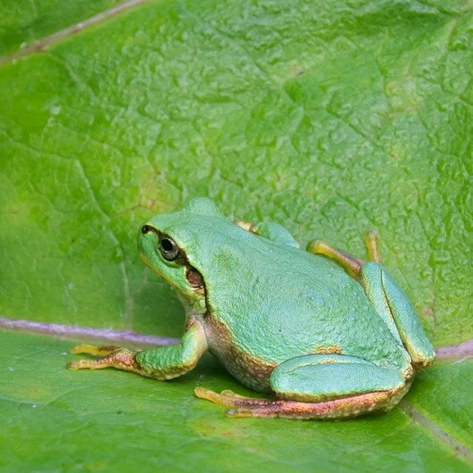[ニホンアマガエル]