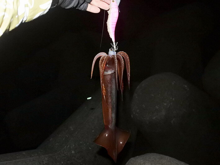 今夜はバラバラ・・ナイスサイズ！