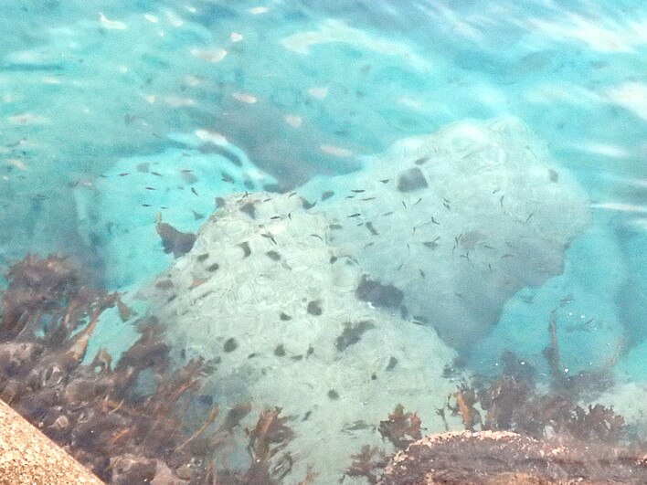 なんかの稚魚がいる