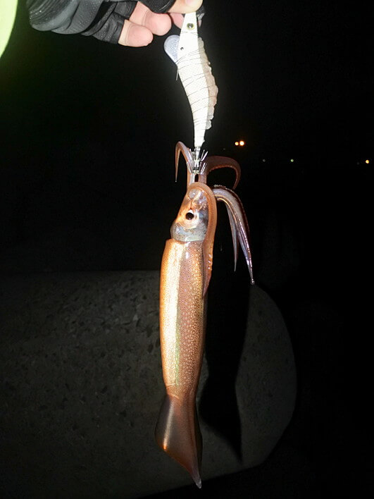 おみやげ確保は餌巻き頼み・・