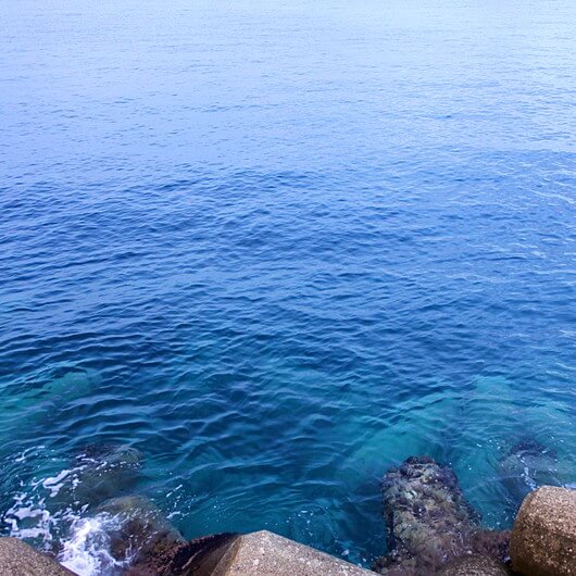 [テトラ民]
