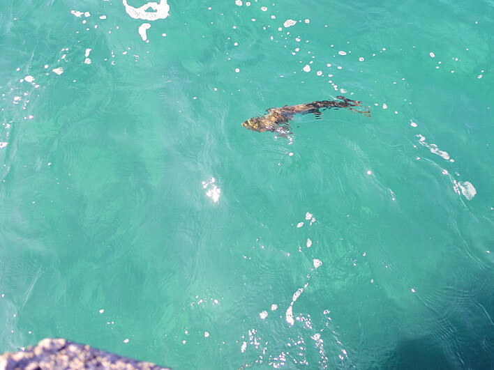 え？・・サクラマス？