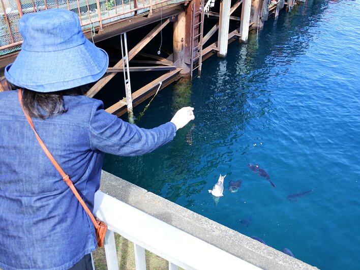 カモメに横取りされた