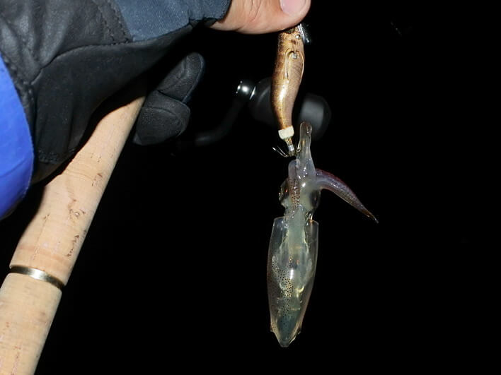 夜の部のマメは渋い・・