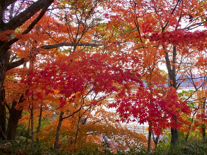 紅葉も色づいてきた