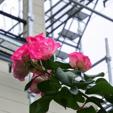 [秋の薔薇]