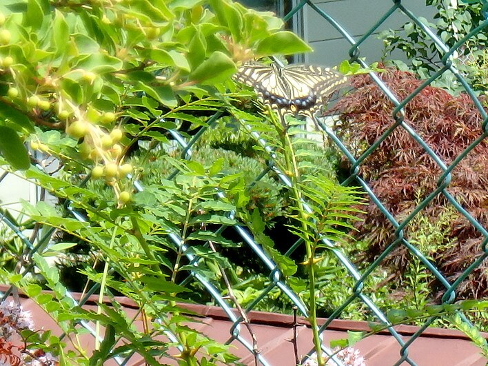 サンショウの木にアゲハ飛来