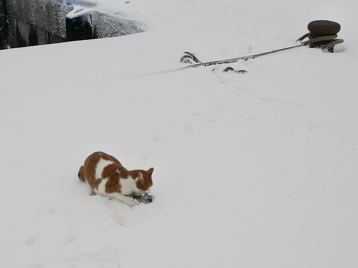 ホッケをキャッチ！