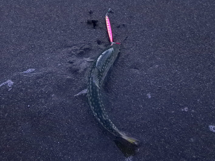 尺岩魚・・
