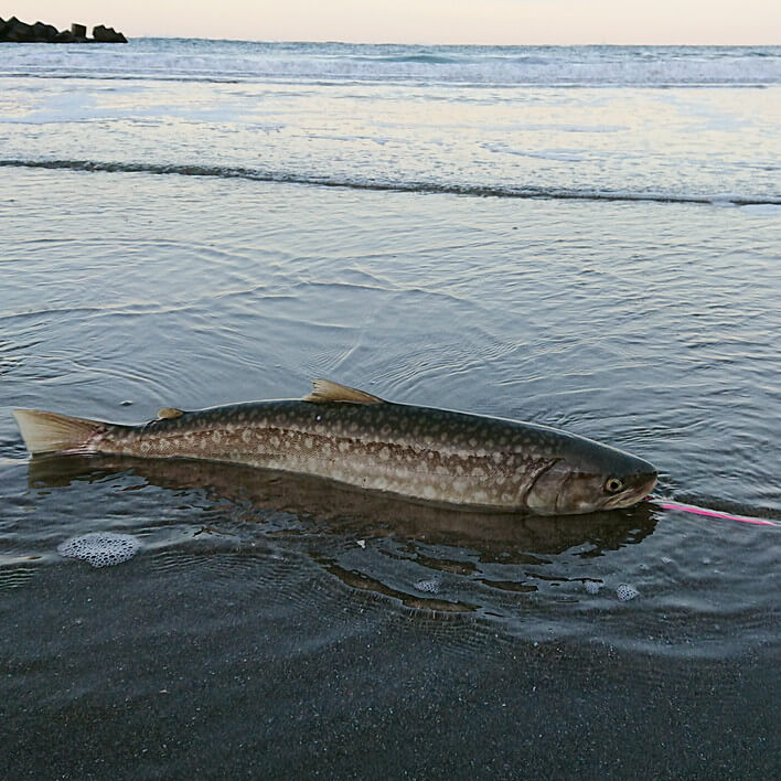 [記録更新の66cm]